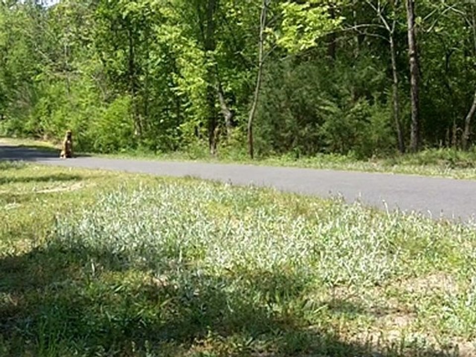 Bucko | Dog Obedience Training with Darwin K9