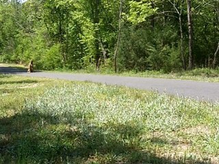 Bucko | Dog Obedience Training with Darwin K9