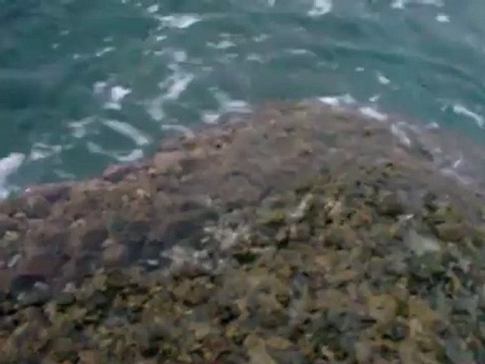 baracuda nin su üstü sahteye hamlesi