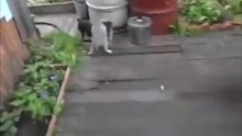 Неси ее домой