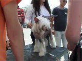 SICILIA TV (Favara) Con l'estate aumentano i cani abbandonati