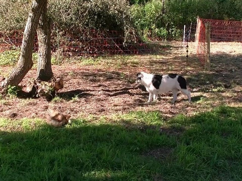 Poule et poussin soie de 2 jours