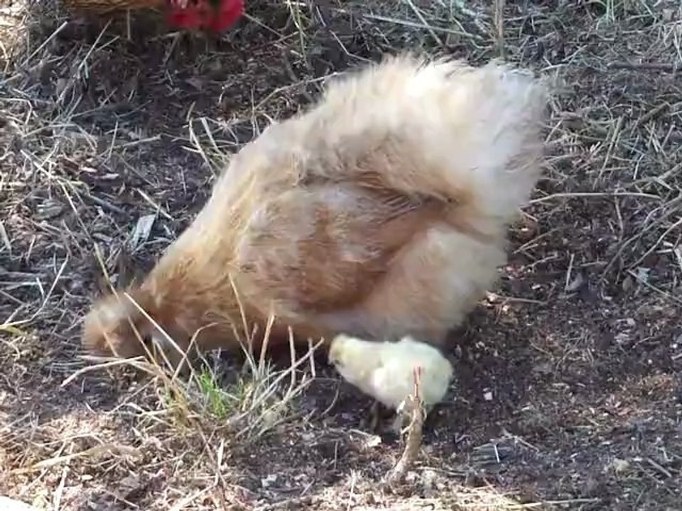 Poule et poussin soie de 2 jours