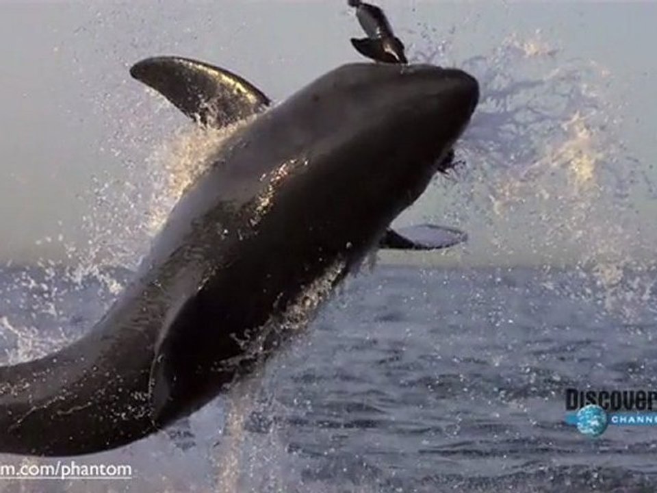 Attaque de requin en ralenti