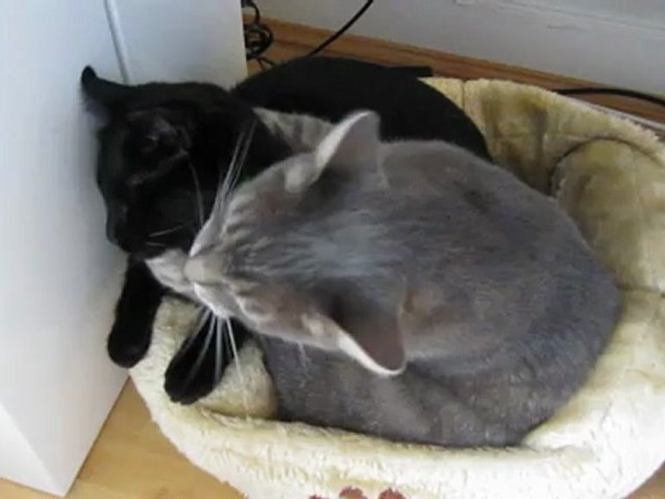 Divix et Sati