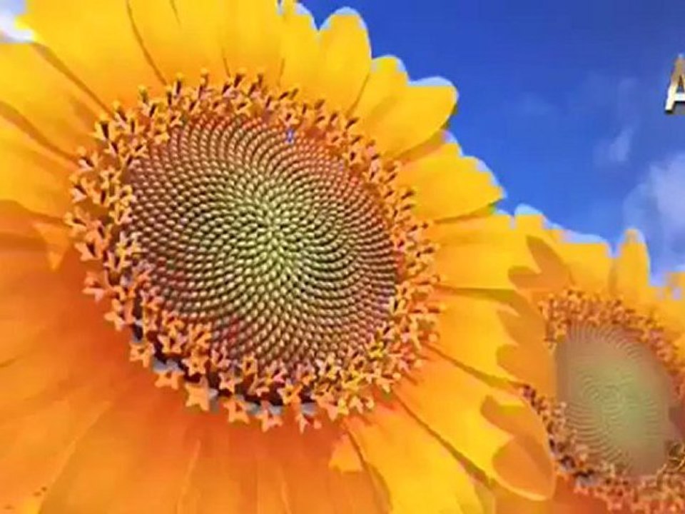 DoĞadakİ geometrİk dÜzen