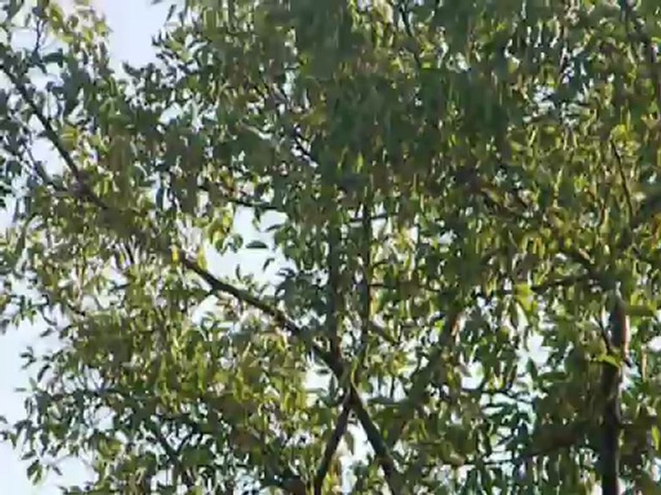 EL ZENZONTLE EN EL CORTEJO CANTANDO