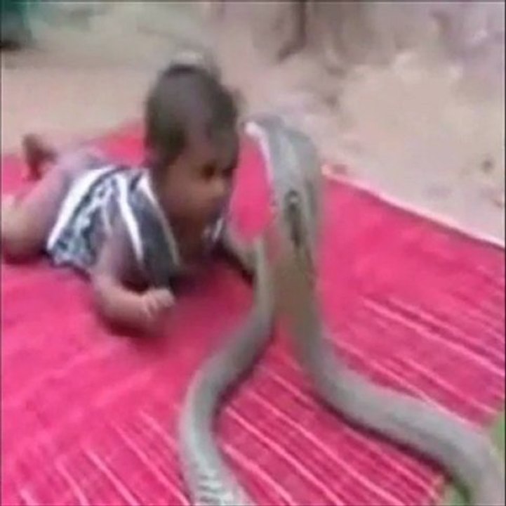 ''The Snake and the Baby'' A Cobra e o Bebe.