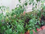 Ontario Home Garden Tomatoes Plants easily grown