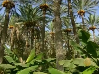 موسم جني الرطب في سلطنة عمان