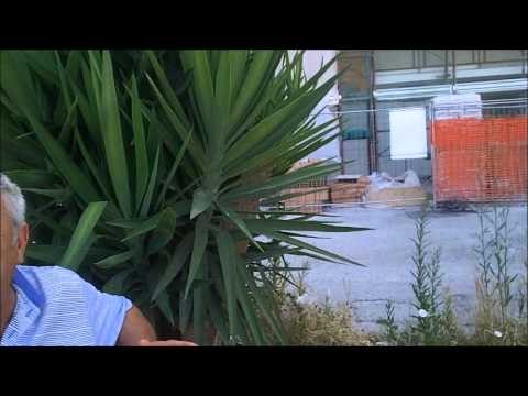 Aversa (CE) - Case popolari, residenti lanciano sos a Sagliocco (23.07.12)