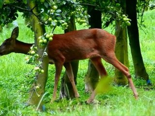 Chevreuils, voleurs de pommes
