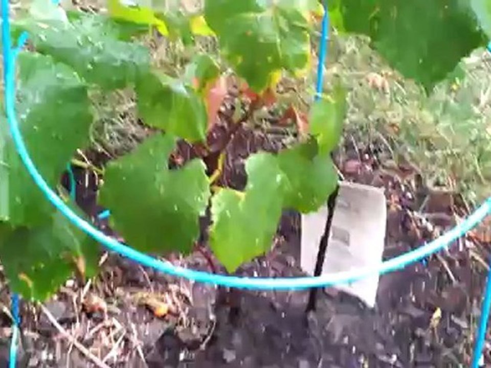 Sexy Grapes Vines grown in my home backyard