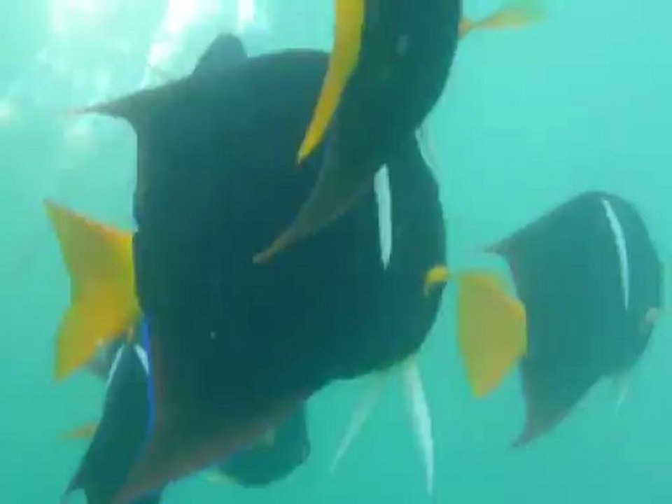 Poissons noir et jaune