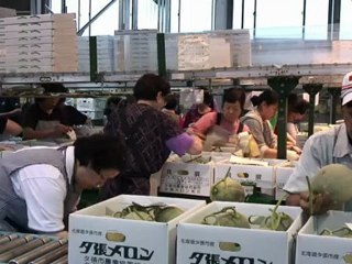 Les melons de Yubari, fruits les plus chers du monde