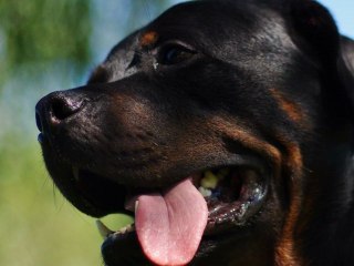 Rottweiler - Balzac juillet 23, 2012 hd