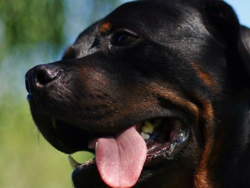 Rottweiler - Balzac juillet 23, 2012 hd