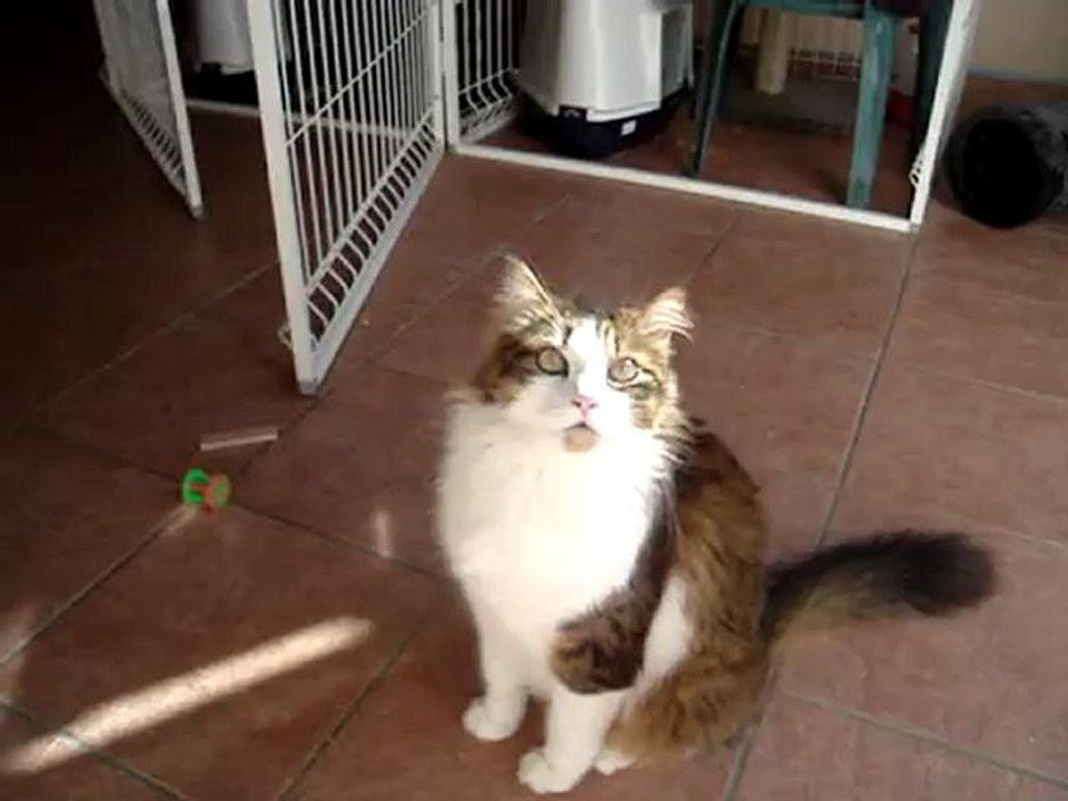 Qui ose utiliser mon arbre à chat