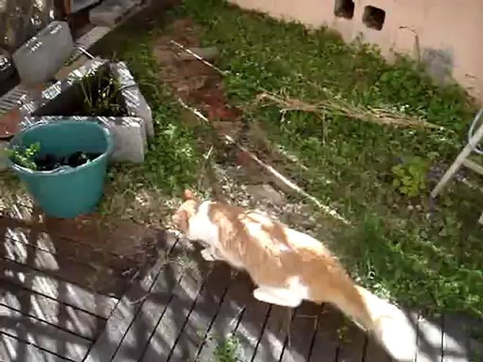 Simba et la chasse aux herbes