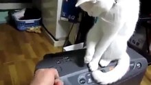 Кот-открывашка
