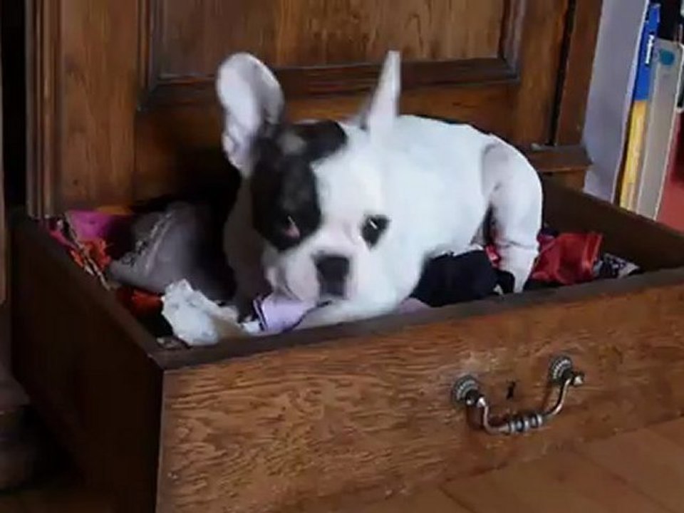 Colette mange son os dans mes sous-vêtements 24 juillet 2012