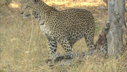 Graphic content warning: Mother eats her baby