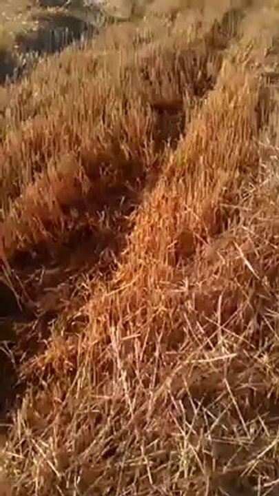 VIDEO0317