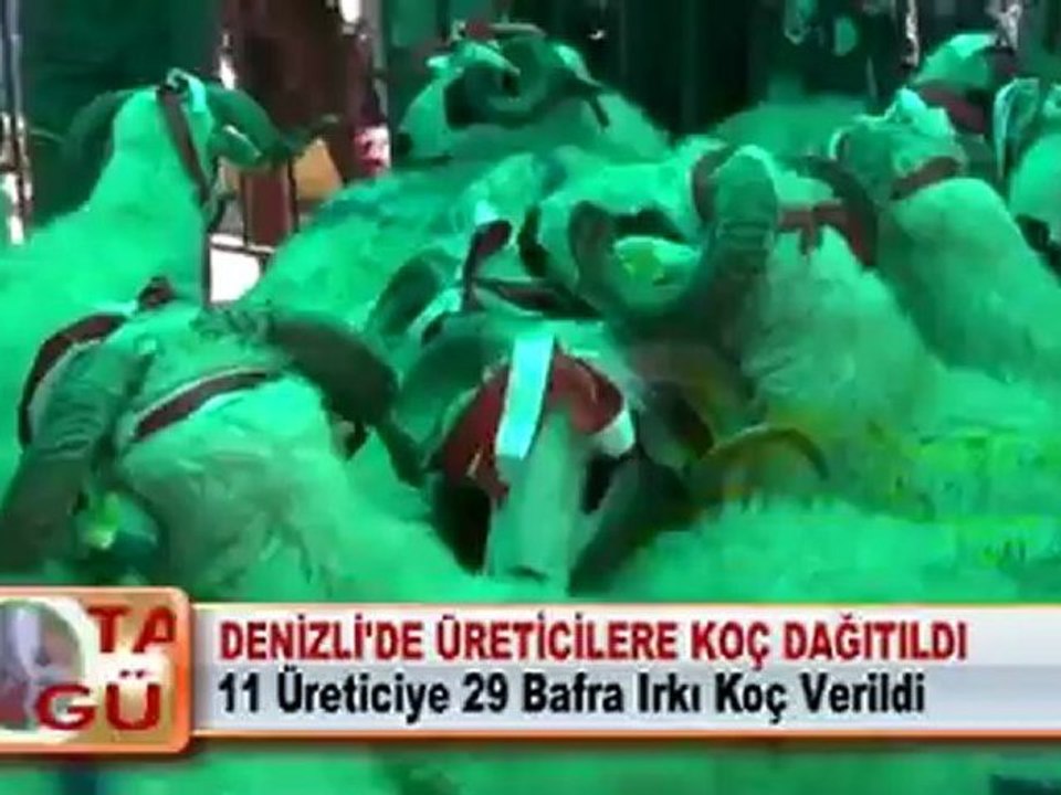 DENİZLİ’DE ÜRETİCİLERE KOÇ DAĞITILDI