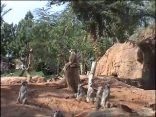 Suricata amamantando a los cachorros (verano 2012)