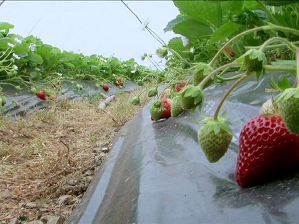 Film : SERIE - EPICERIE FINE - LA FRAISE DE PLOUGASTEL