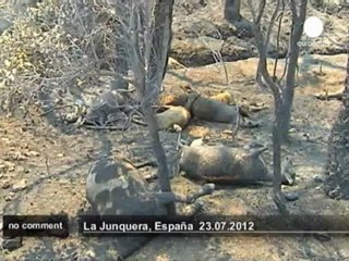 Gigantesque incendie en Catalogne - no comment