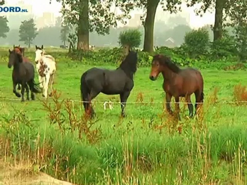 Plan voor nieuw zwembad in Haren - RTV Noord