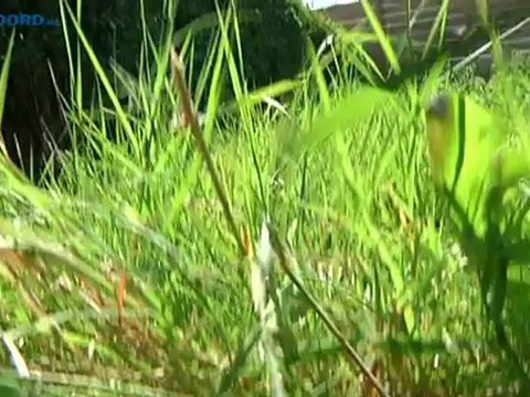 Ontsnapte boa van 2,5 meter nog niet terecht - RTV Noord