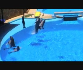 SPECTACLES DE DAUPHINS (GRANDE CANARiE )