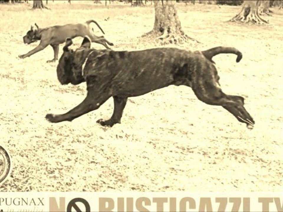 mastino napoletano THE CELTIC NEAPOLITAN MASTIFF HORN