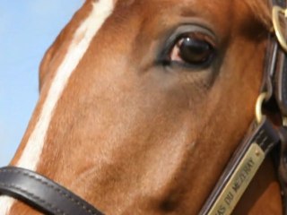 Colt (Sea The Stars - Straight Lass) - Haras du Mézeray