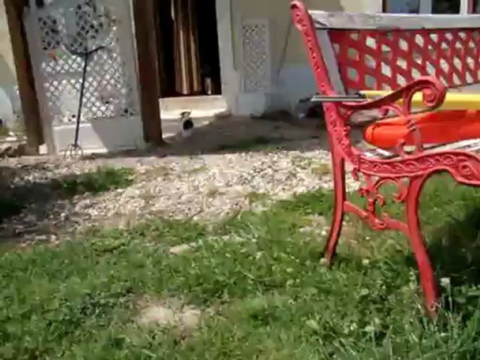 Une autre vidéo sur mes 3 caniches