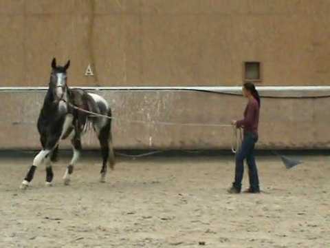 varier le diamètre cercle au trot.