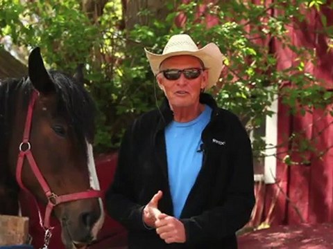 Horseback Riding Ottawa - Horses act a lot like people!