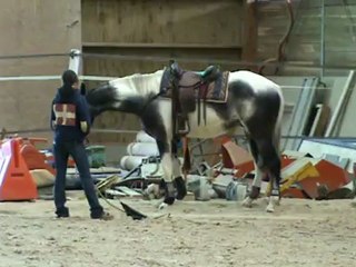 Apprendre au cheval à gérer sa peur