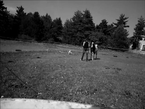 Mes pouliches en longe