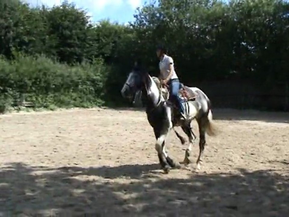 Monter - 1eres foulées de galop - cercle à droite