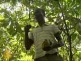 Ivory Coast crisis hits cocoa economy