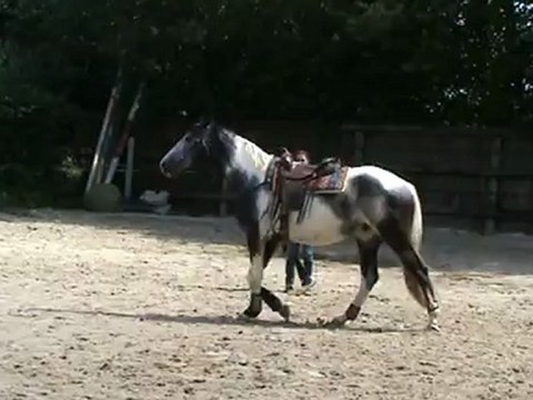 Liberté - Cercle - Galop à droite - transitions trot et pas - Revenir