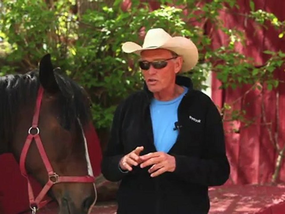 Horseback Riding Ottawa - How do you tell if a horse is healthy?