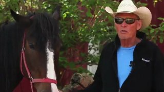 Horseback Riding Ottawa - What is a horseback trail riding adventure?
