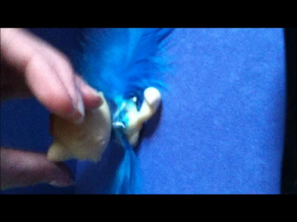 LPS-Mew Mint Transformation