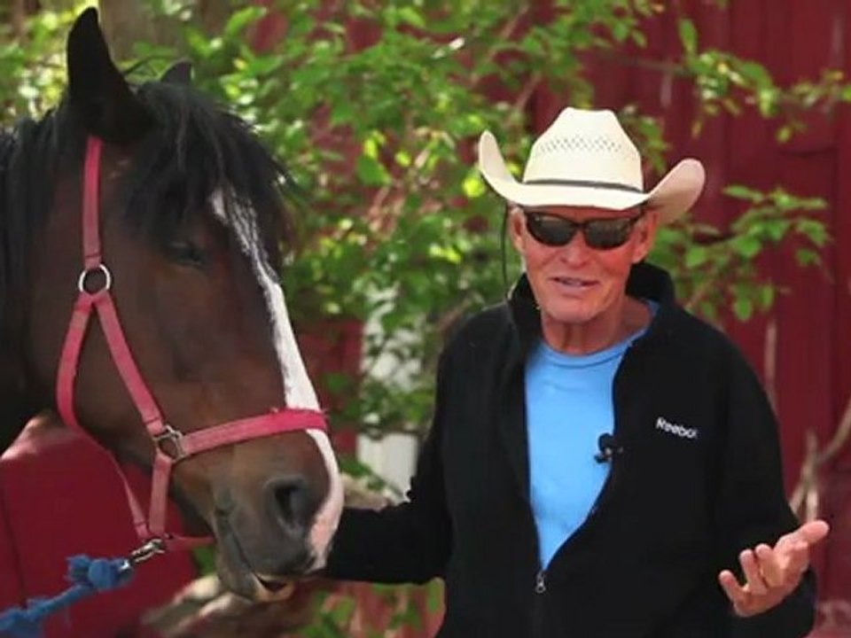 Horseback Riding Ottawa - What are the different breeds of horses for trail riding?