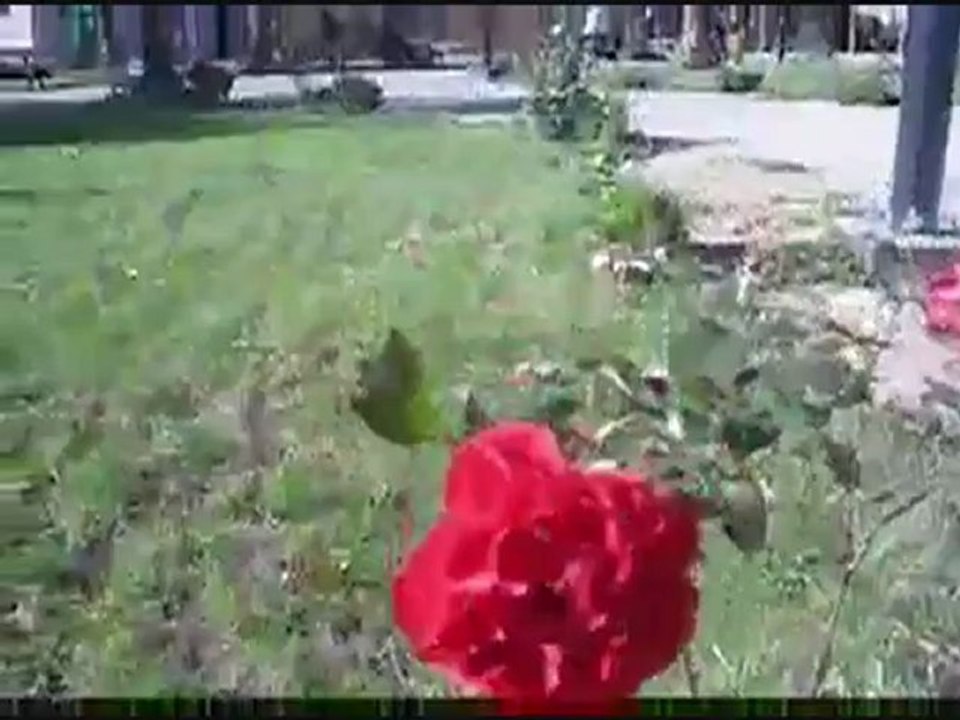 المشور تلمسان Mechouar Tlemcen