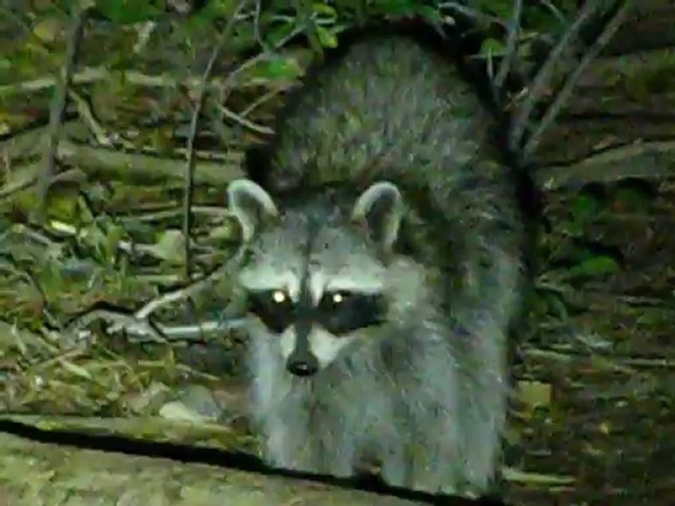 Raccoon 11